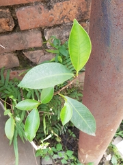 Ficus microcarpa