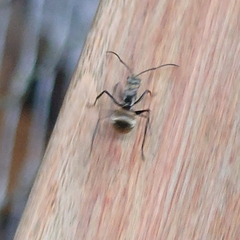 Myrma