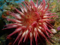 Cribrinopsis albopunctata