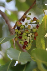 Syzygium nervosum