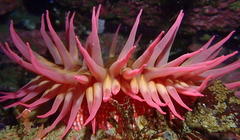 Cribrinopsis albopunctata