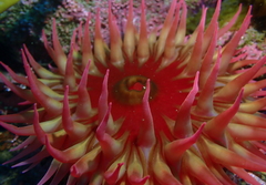 Cribrinopsis albopunctata