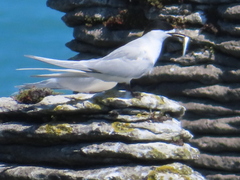 Sterna striata striata