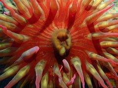 Cribrinopsis albopunctata