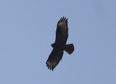 Buteo japonicus