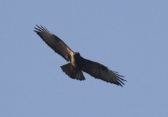 Buteo japonicus