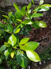 Ficus microcarpa