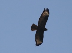 Buteo japonicus