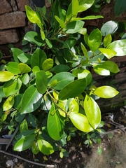 Ficus microcarpa