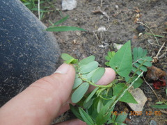 Phyllanthus urinaria