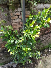 Ficus microcarpa