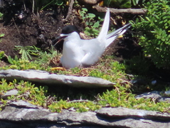 Sterna striata striata