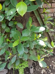Ficus microcarpa