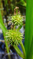 Sparganium emersum