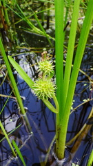 Sparganium emersum
