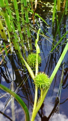 Sparganium emersum