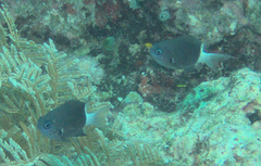 Pycnochromis margaritifer