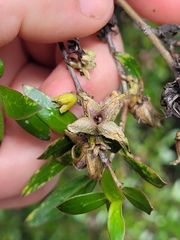 Coprosma ×cunninghamii