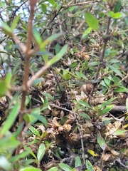 Coprosma ×cunninghamii