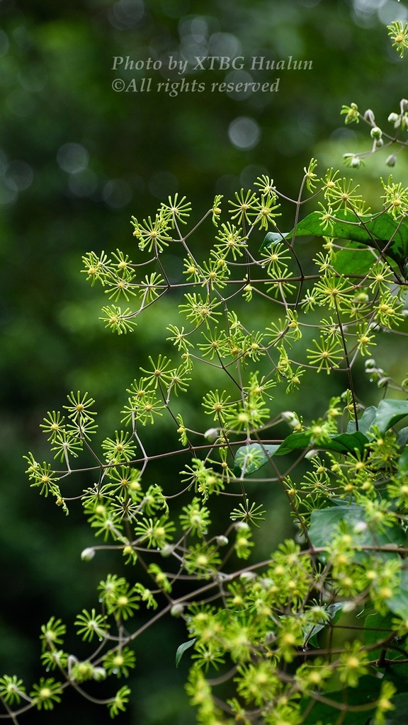 Clematis aureolata (Clematis aureolata)