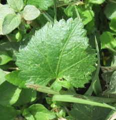 Modiola caroliniana