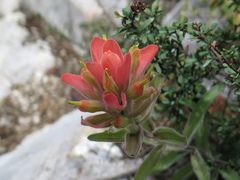 Castilleja rigida