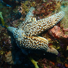 Pisaster giganteus