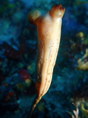 Styela montereyensis