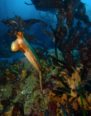 Styela montereyensis