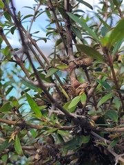 Coprosma ×cunninghamii