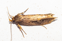 Atomotricha