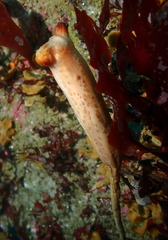Styela montereyensis