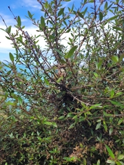 Coprosma ×cunninghamii