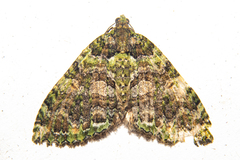 Austrocidaria similata