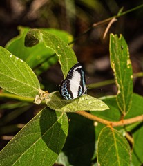 Psychonotis caelius