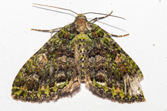 Austrocidaria similata