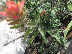 Castilleja rigida