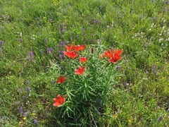 Lilium pensylvanicum