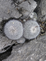 Epithelantha unguispina