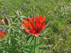 Lilium pensylvanicum