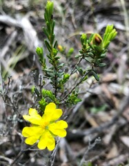 Hibbertia devitata