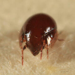 Galumnidae