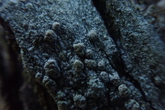 Pertusaria