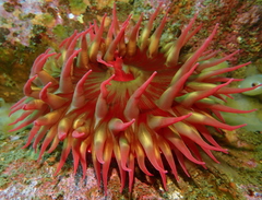 Cribrinopsis albopunctata