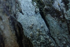 Pertusaria