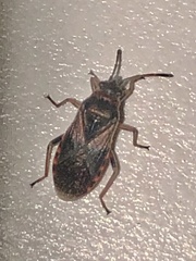 Arocatus melanocephalus