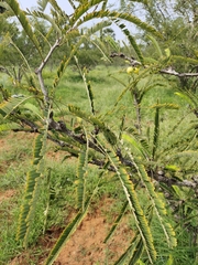 Phyllanthus emblica