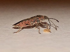 Arocatus melanocephalus