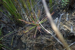 Drosera capensis