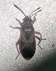 Arocatus melanocephalus